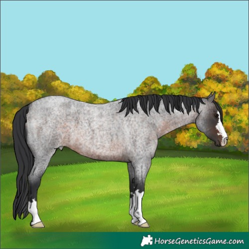 Horse Color:Brown Roan 