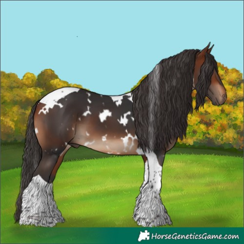 Horse Color:White Spotted Bay Tobiano 