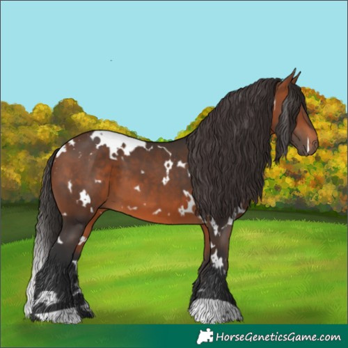 Horse Color:White Spotted Bay 