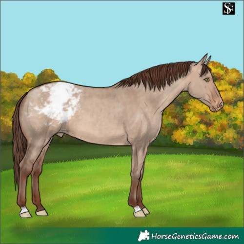 Horse Color:Sable Champagne Dun Appaloosa 