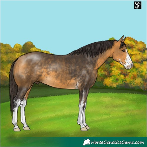 Horse Color:Buckskin Sabino
