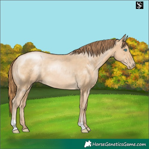 Horse Color:Buckskin Pearl 