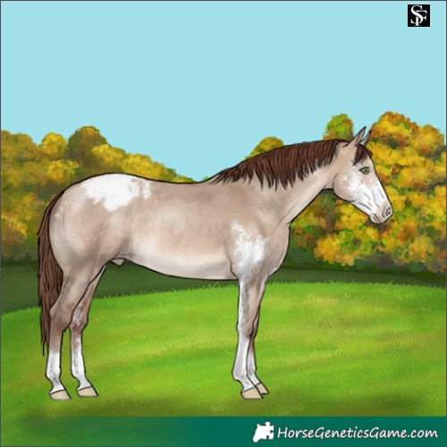Horse Color:Sable Champagne Dun Sabino Appaloosa