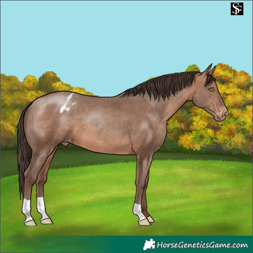 Horse Color:Sable Champagne Appaloosa