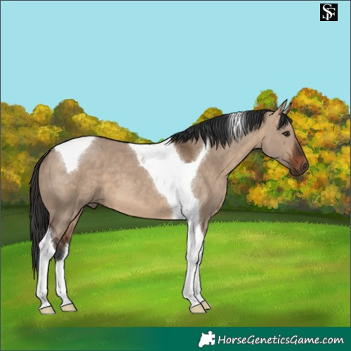 Horse Color:Brown Dun Tobiano 