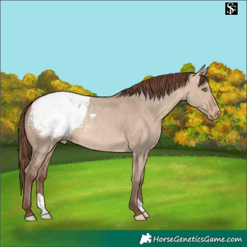 Horse Color:Sable Champagne Dun Appaloosa