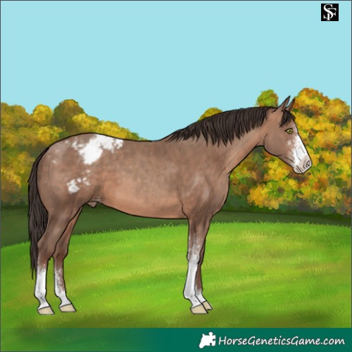 Horse Color:Sable Champagne Sabino Appaloosa 