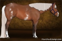 Horse Color:White Spotted Silver Bay Splash 