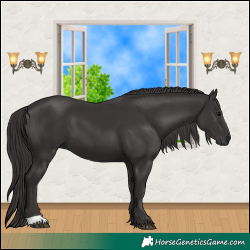 Horse Color:Smoky Black 