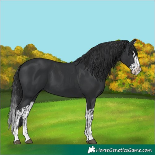 Horse Color:Black  and Black Splash 