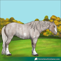 Horse Color:Silver Blue Roan Sabino