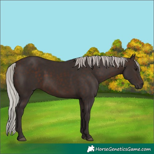 Horse Color:Silver Brown 