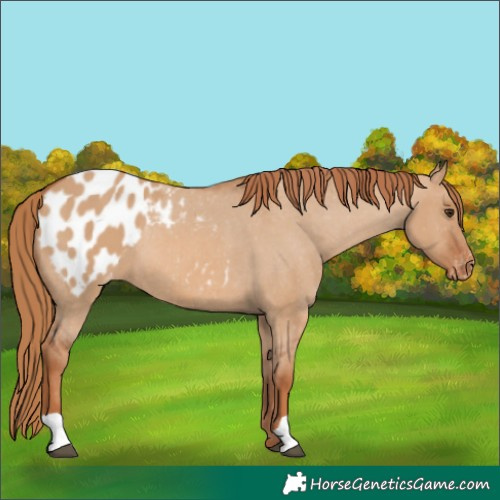 Horse Color:Red Dun Appaloosa 