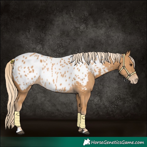 Horse Color:Chestnut Near Leopard 