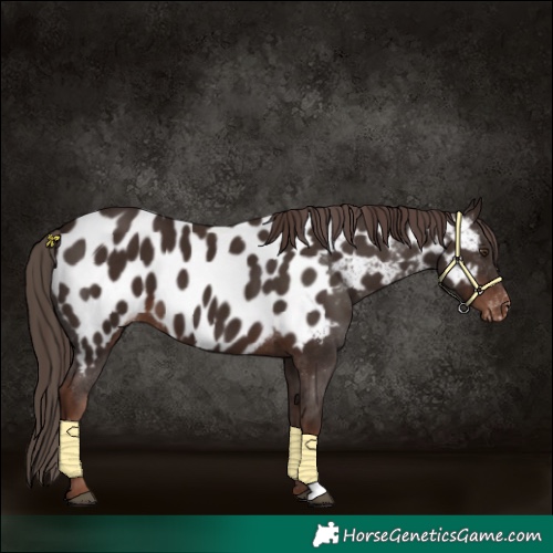 Horse Color:Liver Chestnut Appaloosa