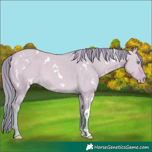 Horse Color:Watercolor White Spotted Perlino Dun 