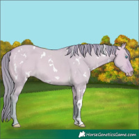Horse Color:Watercolor White Spotted Perlino Dun 