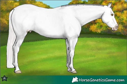 Horse Color:White Spotted Silver Amber Champagne Splash Varnish