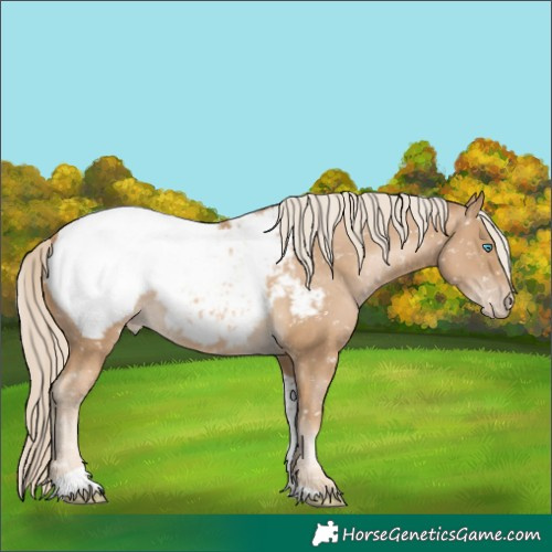 Horse Color:Chocolate Palomino Pearl Tobiano Appaloosa 
