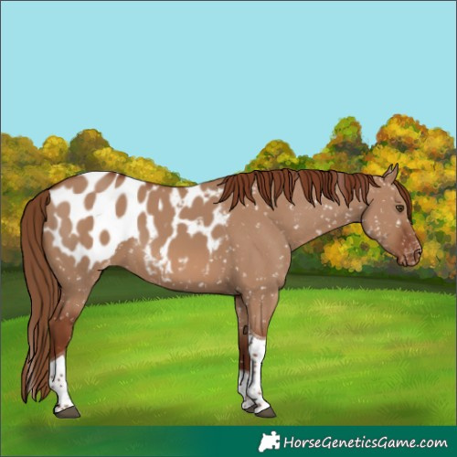 Horse Color:Red Dun Tobiano Appaloosa