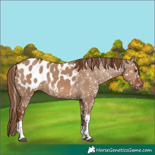 Horse Color:Red Dun Tobiano Blanket