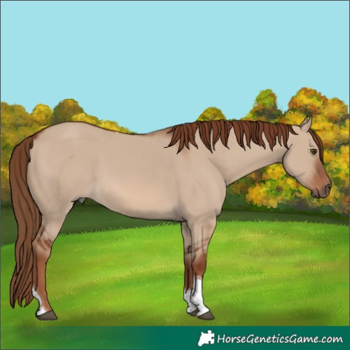 Horse Color:Red Dun Tobiano 