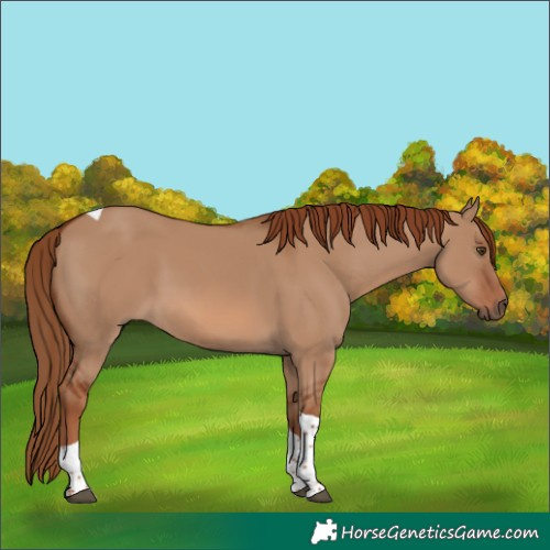 Horse Color:Red Dun Tobiano
