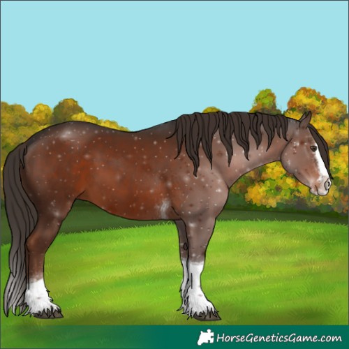 Horse Color:Liver Chestnut Splash Tobiano