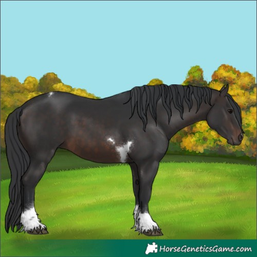 Horse Color:Brown Tobiano