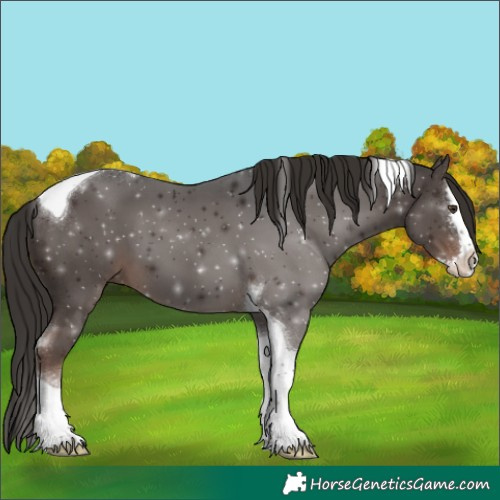Horse Color:Liver Chestnut Splash Tobiano 