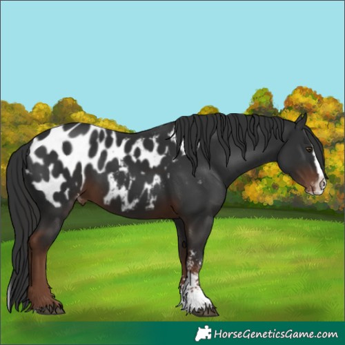 Horse Color:Liver Chestnut Sabino Splash Appaloosa 
