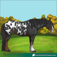 Horse Color:Liver Chestnut Sabino Splash Appaloosa