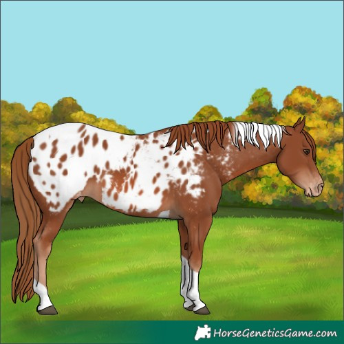 Horse Color:Chestnut Tobiano Appaloosa 