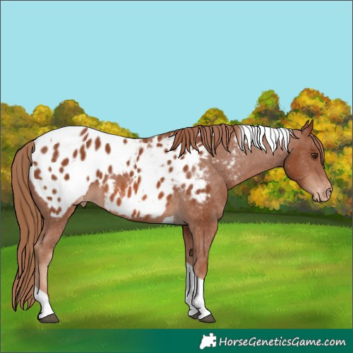 Horse Color:Chestnut Tobiano Appaloosa