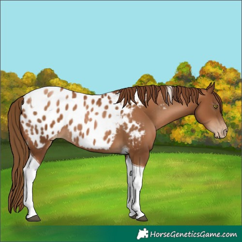 Horse Color:Gray Chestnut Pearl Tobiano Blanket