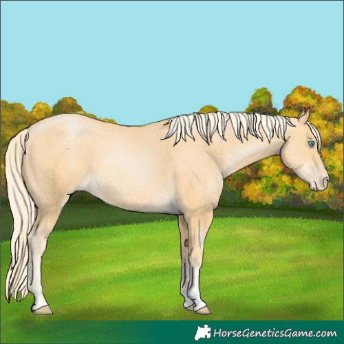 Horse Color:Palomino Pearl Tobiano 