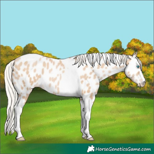 Horse Color:Silver Buckskin Pearl Tobiano Near Leopard