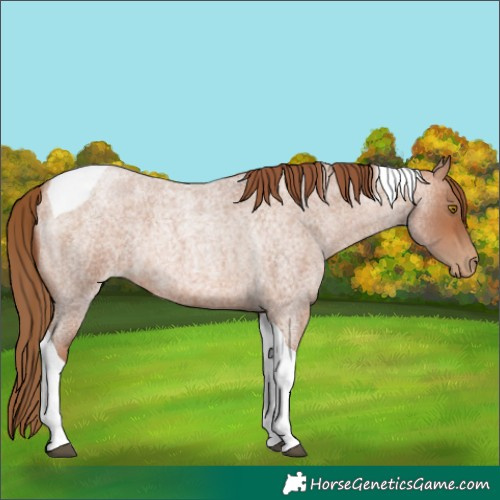 Horse Color:Brown Roan Pearl Tobiano 