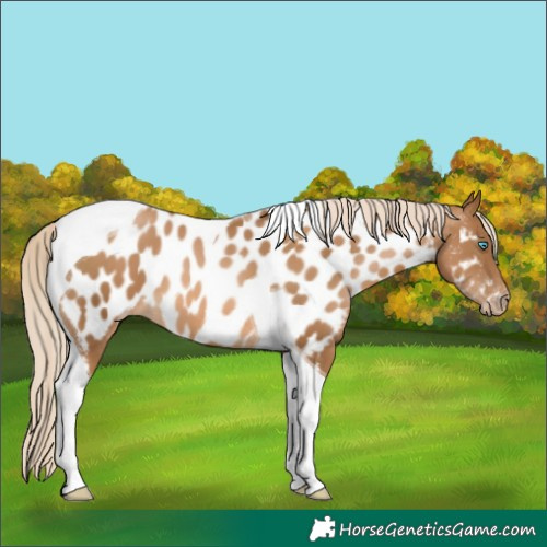 Horse Color:Gray Palomino Pearl Tobiano Near Leopard