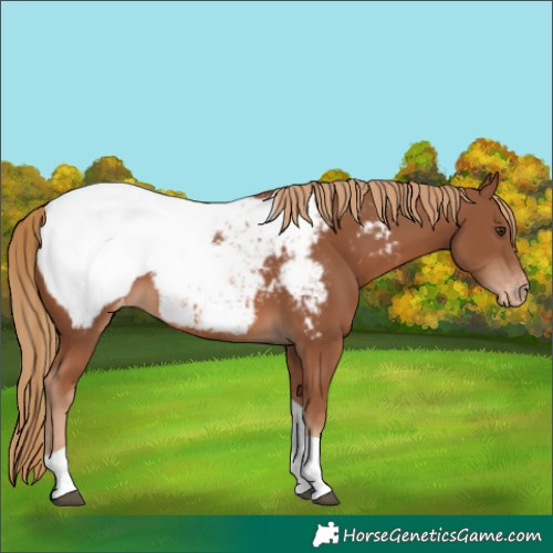 Horse Color:Chestnut Tobiano Snowcap