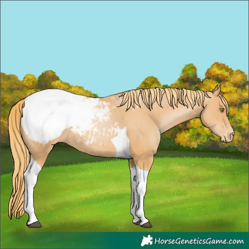Horse Color:Chestnut Pearl Tobiano Appaloosa 