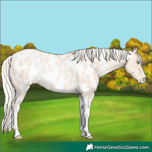 Horse Color:Gold Cream Champagne Pearl Tobiano Appaloosa 