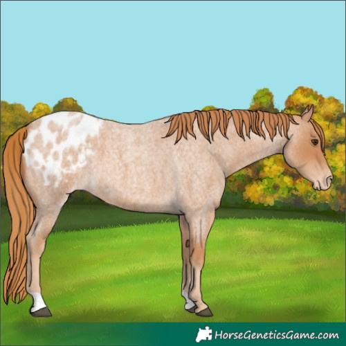 Horse Color:Red Roan Blanket