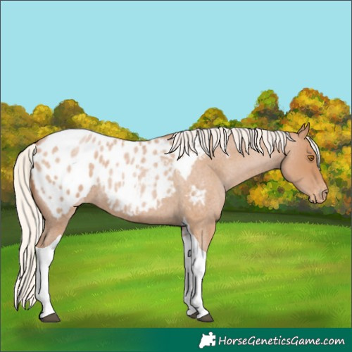 Horse Color:Silver Blue Roan Pearl Tobiano Appaloosa 