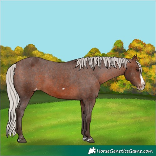 Horse Color:Silver Brown Splash Frame Appaloosa