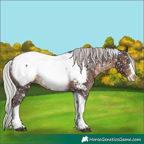 Horse Color:Silver Brown Sabino Splash Tobiano Appaloosa 