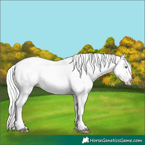 Horse Color:Gold Champagne Chinchilla Sabino Splash 