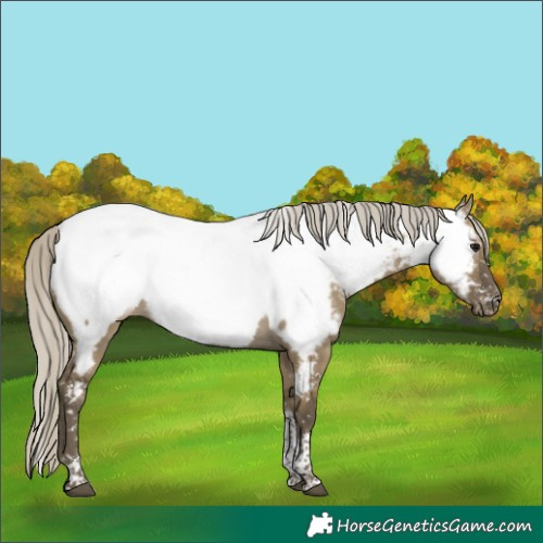 Horse Color:Silver Smoky Grullo Sabino Tobiano Appaloosa 