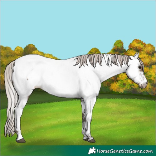 Horse Color:Silver Grullo Sabino Tobiano Appaloosa 