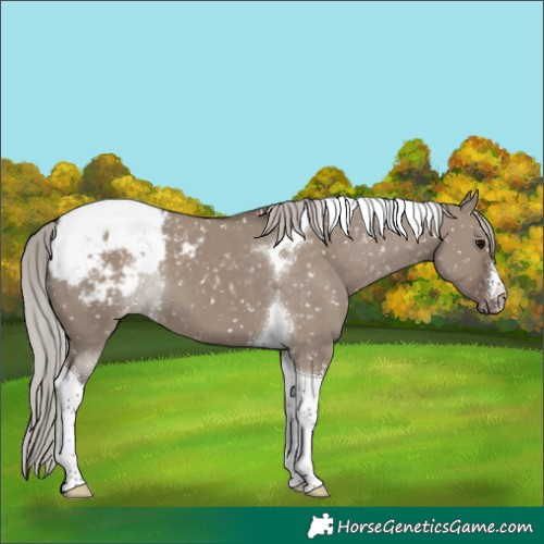 Horse Color:White Spotted Silver Grullo Tobiano Appaloosa 